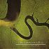 dead can dance the serpent's egg