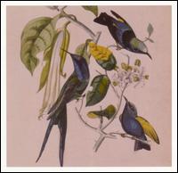 susumu yokota sakura